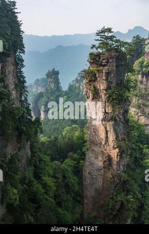 Alberi che crescono sulle colonne di pietra arenaria quarzite della foresta di pietra di Zhangjiajie National Forest Park, Cina. Foto Stock