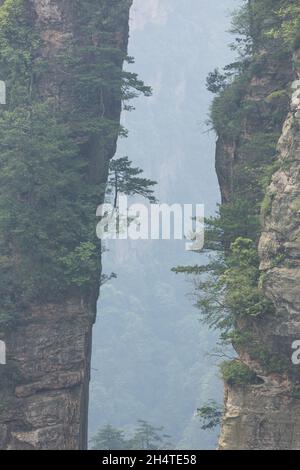 Alberi che crescono sulle colonne di pietra arenaria quarzite della foresta di pietra di Zhangjiajie National Forest Park, Cina. Foto Stock