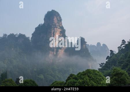 Alberi che crescono sulle colonne di pietra arenaria quarzite della foresta di pietra di Zhangjiajie National Forest Park, Cina. Foto Stock