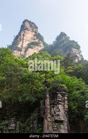 Alberi che crescono sulle colonne di pietra arenaria quarzite della foresta di pietra di Zhangjiajie National Forest Park, Cina. Foto Stock