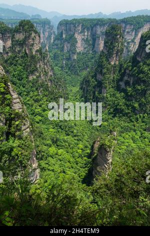 Alberi che crescono sulle colonne di pietra arenaria quarzite della foresta di pietra di Zhangjiajie National Forest Park, Cina. Foto Stock