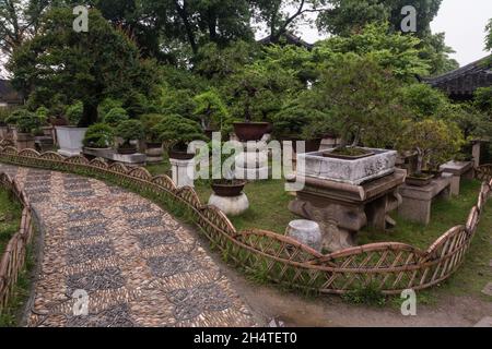 Il giardino bonsai nell'umile Giardino dell'Amministratore di Suzhou, Cina. Foto Stock