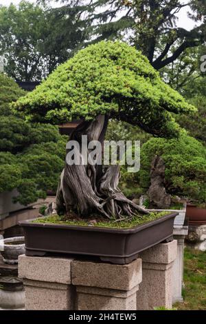 Un albero di bonsai sempreverde nell'umile Giardino degli amministratori di Suzhou, Cina. Foto Stock