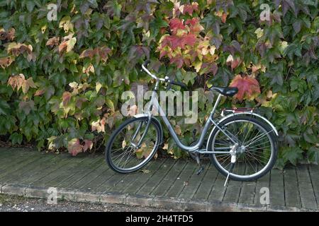 Bicicletta contro un muro coperto di Virgina superriduttore Foto Stock