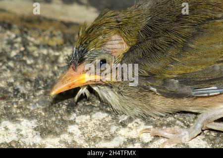 Occhio d'argento annidato (Zosterops lateralis) Foto Stock
