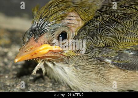 Occhio d'argento annidato (Zosterops lateralis) Foto Stock