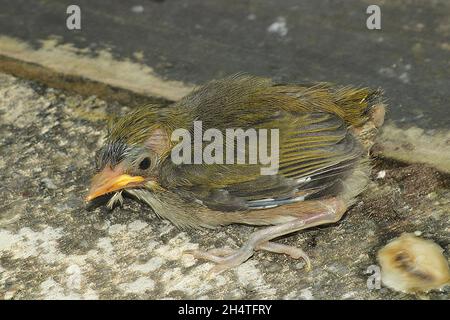 Occhio d'argento annidato (Zosterops lateralis) Foto Stock