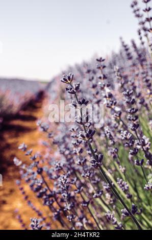 Primo piano di fiori di lavanda in fiore, fotografato con poca profondità di campo in un tranquillo campo estivo. Foto Stock
