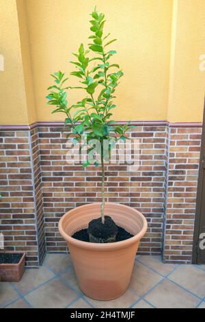 Pentola circolare grande, metà riempita con suolo con nutrients ed un albero piccolo da piantare sopra. Foto Stock