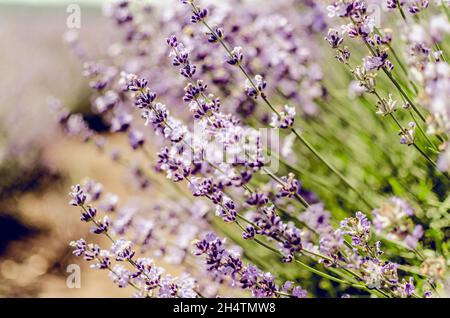 Primo piano di fiori di lavanda viola nel campo di lavanda durante l'estate in campagna in Transilvania. Foto Stock