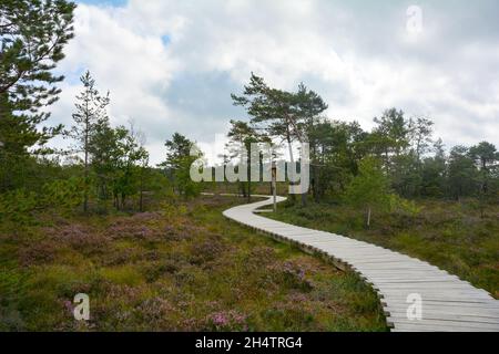 Nella brughiera nera con percorso in legno Foto Stock