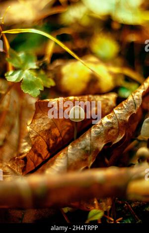 Il fungo più piccolo che ho trovato nella foresta. Foto Stock