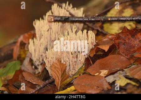 Funghi corallo che crescono nella lettiera fogliare di una foresta nella Bergisches Land di Germania. Foto Stock