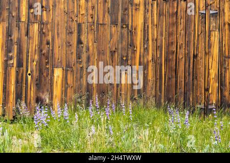 Parete esterna di vecchio fienile con legno intemperato e fiori Foto Stock