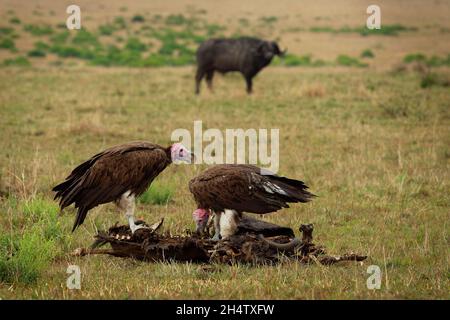 Avvoltoio o avvoltoio nubiano - Torgos tracheliotos, avvoltoio del Vecchio mondo appartenente all'ordine degli uccelli Accipitriformes, coppia due scavengers feedi Foto Stock
