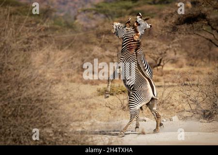 Grevys Zebra - Equus grevyi anche zebra imperiale, duello sanguinario combattente, il più grande equide vivente selvatico, la maggior parte minacciata delle tre specie, trovato in Kenya Foto Stock