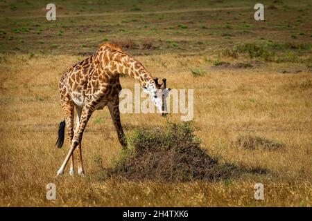 Masaai Giraffe - Giraffa tippelskirchi anche Maasai o Kilimanjaro giraffe, la più grande giraffa, originaria dell'Africa orientale, del Kenya e della Tanzania, irr distintivo Foto Stock