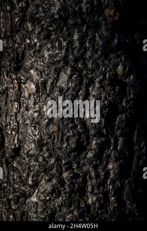 Conseguenze di un incendio nella foresta di Navalacruz o Navalcruz, Navalacruz o Navalcruz, Avila, spagna Foto Stock