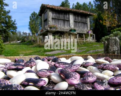 fagioli in primo piano di due classi alcuni bianchi e altri rosa e nero su una superficie di pietra lucida Foto Stock