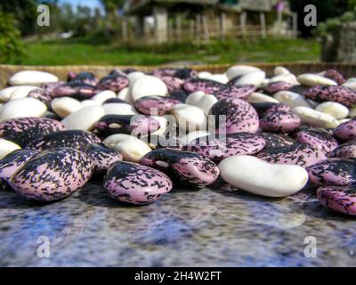 fagioli in primo piano di due classi alcuni bianchi e altri rosa e nero su una superficie di pietra lucida Foto Stock