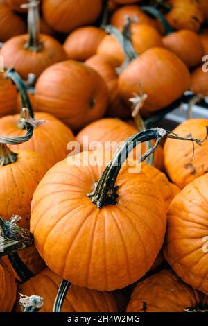 Zucche fresche da raccolto che mostrano il loro colore arancione autunno o caduta in un mucchio per la vendita a Ellijay Georgia, Stati Uniti. Foto Stock