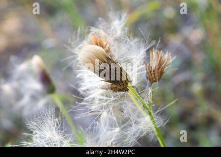 Il morbido fuzz su una testa di fiore di cardo Foto Stock