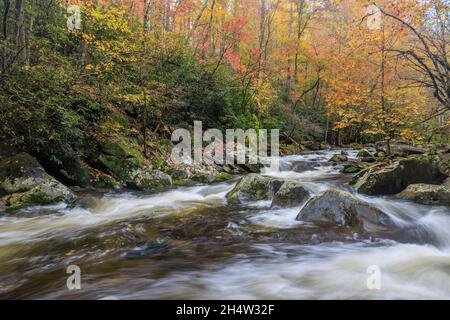 Il Middle Prong Little River scorre sulle rocce sotto il fogliame autunnale nel Great Smoky Mountains National Park. Foto Stock