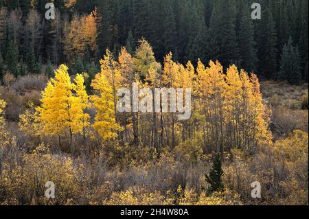 Una piccola copse di alberi di Aspen del Colorado evidenziata dalla luce del sole di metà pomeriggio. Foto Stock