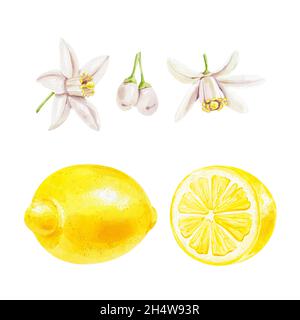 Illustrazione dell'acquerello al limone. Limone di ramo di agrumi, limone e fiori, limone set isolato su sfondo bianco Foto Stock