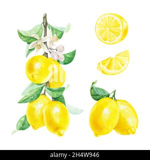 Acquerello con limoni freschi di agrumi su un ramo con foglie verdi isolate su sfondo bianco. Pittura ad acquerello reale. Illustrazione botanica Foto Stock