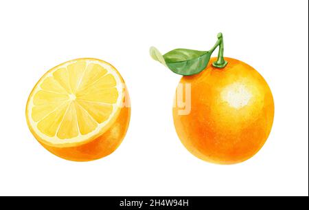 Acquerello con realistico arancione intero e mezzo arancione isolato su sfondo bianco. Illustrazione disegnata a mano. Foto Stock