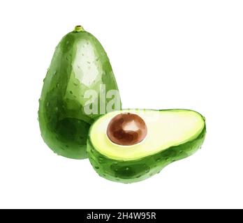 Acquerello composizione di un frutto intero e mezzo avocado su sfondo bianco. Illustrazione disegnata a mano Foto Stock