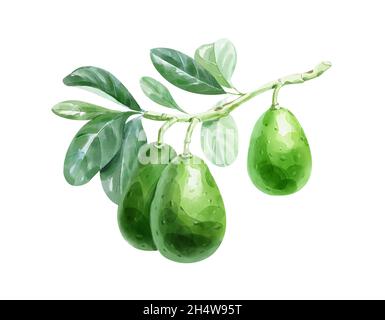 Ramo di avocado acquerello con foglie e frutta su sfondo bianco. Illustrazione disegnata a mano Foto Stock