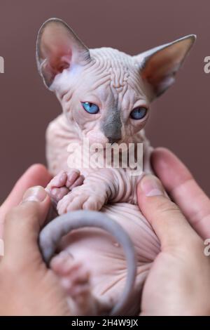 Femmina allevatore di cratteria tiene con attenzione gattino di Sphynx canadese nelle mani. Gattino con occhi blu, colore blu visone e bianco. Concetto di allevamento Foto Stock