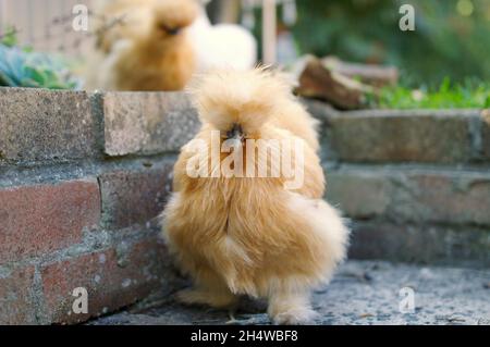 Silkie Chicken in primo piano all'esterno con un altro sullo sfondo Foto Stock