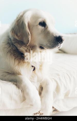 Golden Retriever guardando in lontananza mentre si trova sul divano Foto Stock