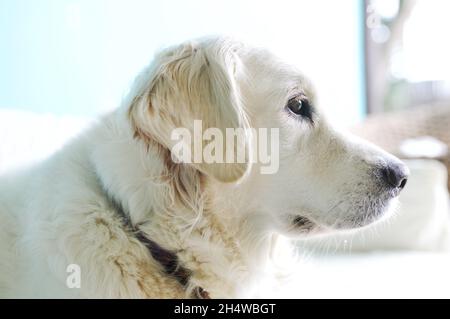 Testa del Golden Retriever che guarda lontano dalla fotocamera, all'aperto Foto Stock