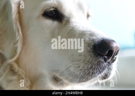 Primo piano del volto del cane Golden Retriever, vista laterale Foto Stock