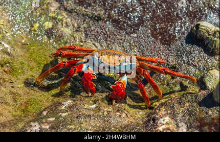 Da vicino a Galapagos Sally Lightfoot Crab (grasus grasus), parco nazionale Galapagos, Ecuador. Foto Stock