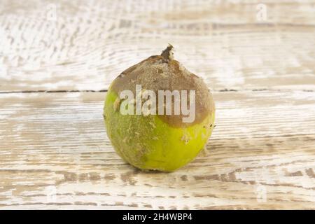 Unfresh maturo organico marcio cotogna su tavola grigia in legno primo piano Foto Stock