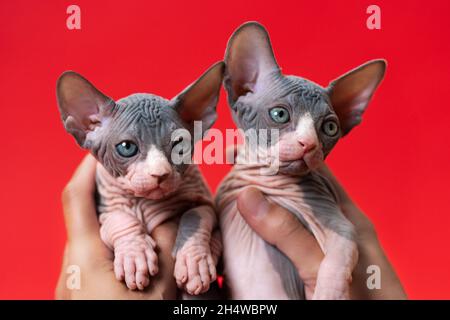 La femmina allevatrice di cratteria mostra gattini di Sphynx canadese su sfondo rosso. Nelle sue mani sono due carini bicolore gattini. Concetti idee di breading Foto Stock