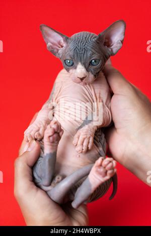 Il veterinario femmina della cratteria conduce l'esame medico del gattino di sette settimane di colore blu e bianco di Sphynx razza senza capelli. Sfondo rosso Foto Stock