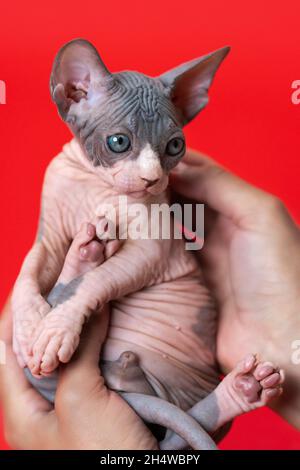Sette settimane di vita blu e bianco canadese Sphynx gatten è nelle mani di veterinario femminile che conduce esami medici di animali. Sfondo rosso Foto Stock