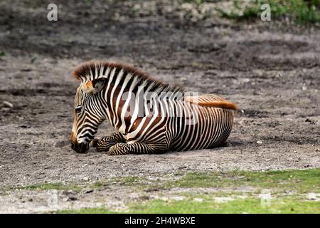 zebra del bambino che riposa sull'ombra Foto Stock
