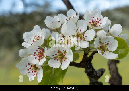 Gruppo di fiori di pera su un ramo in primo piano Foto Stock