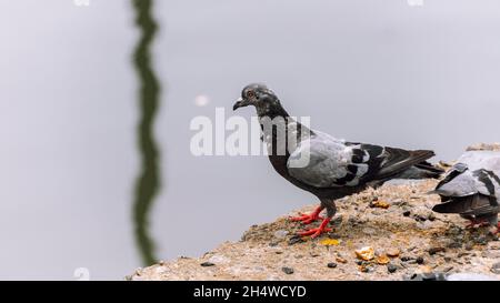 Vecchia colomba di roccia che pica sugli alimenti sulla costruzione del terreno di calcestruzzo vicino al flusso d'acqua. Foto Stock