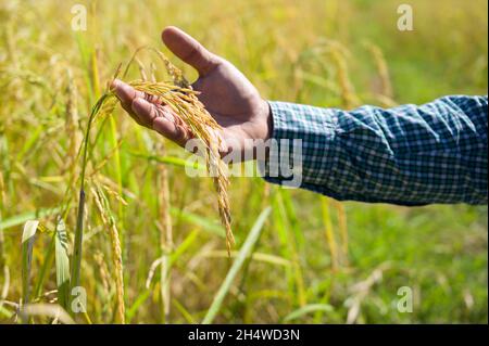 Mano maschio che tocca teneramente un riso giovane nella risaia. Foto Stock