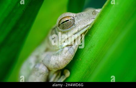 Rana indiana di albero che riposa sulla pianta curmerica lascia da vicino macro fotografia, rana di albero nello stato di riposo durante il giorno e gli occhi sono leggermente Foto Stock