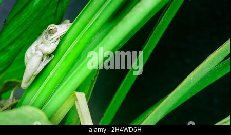 Rana indiana comune di albero che riposa sulla pianta curmerica lascia da vicino fotografia, rana di albero nello stato di riposo durante il giorno e gli occhi sono leggermente Foto Stock