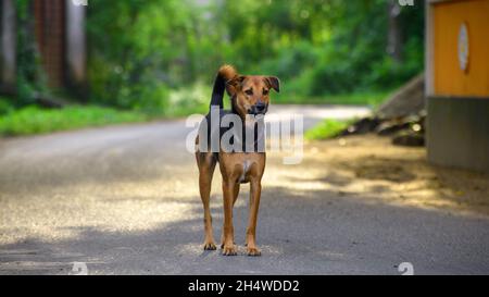 Il cane maschio randagio si ferma e si spavola in avanti nel mezzo di una strada. Foto Stock